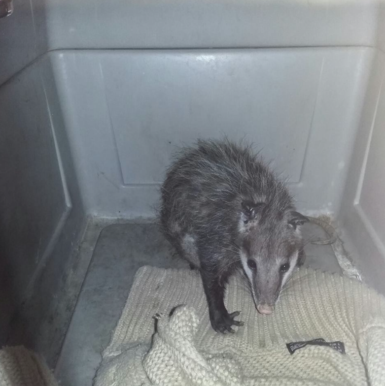 zarigüeya da a luz en cdmx