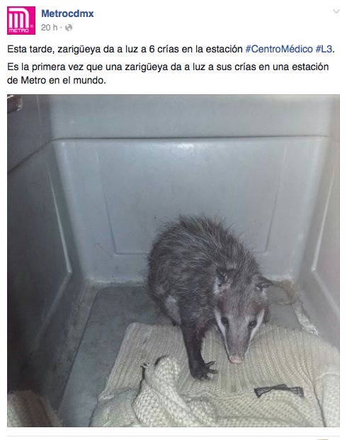 zarigueya en linea 3 del metro