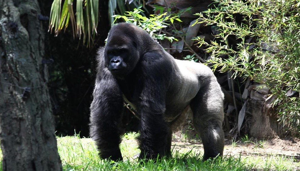 el gorila bantu chapultepec