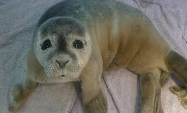 celebration foca rescatada