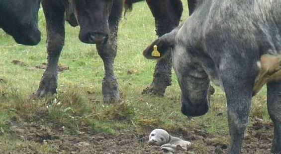vacas rescatan a foca