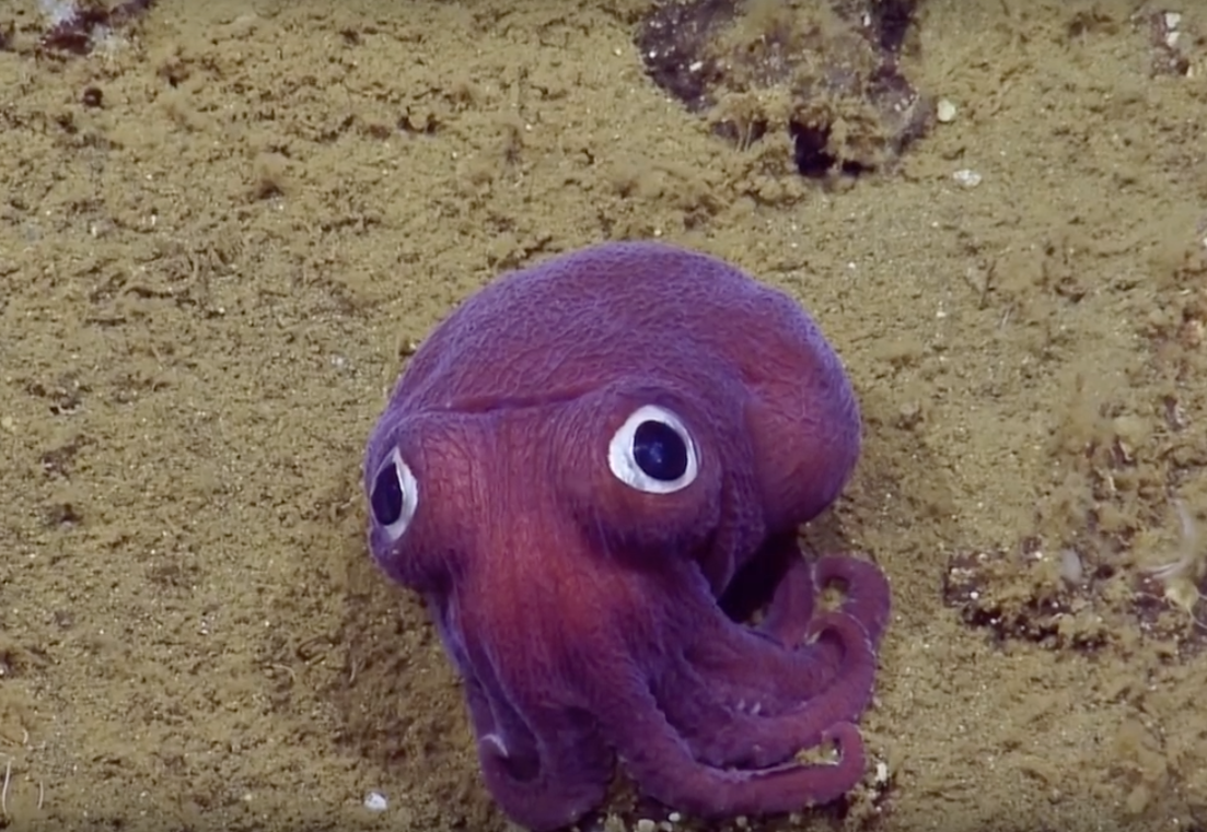 calamar rossia pacifica en california