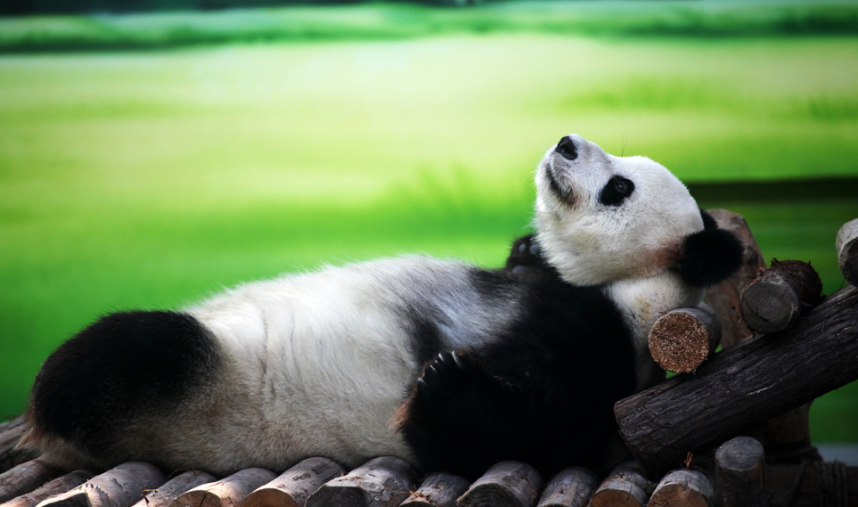 metro de china oso panda