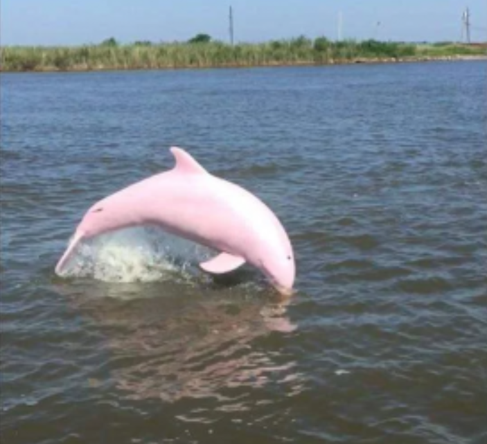 descubren delfin de color rosa