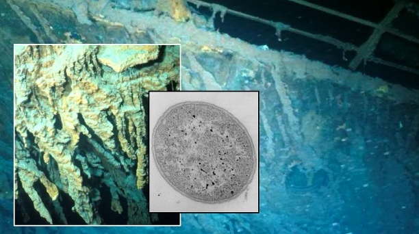 halomonas titanicae devoraran al titanic