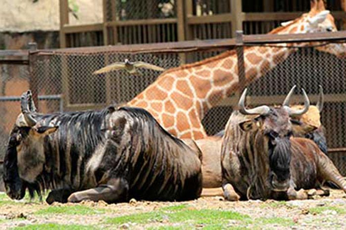 animales en malas condiciones