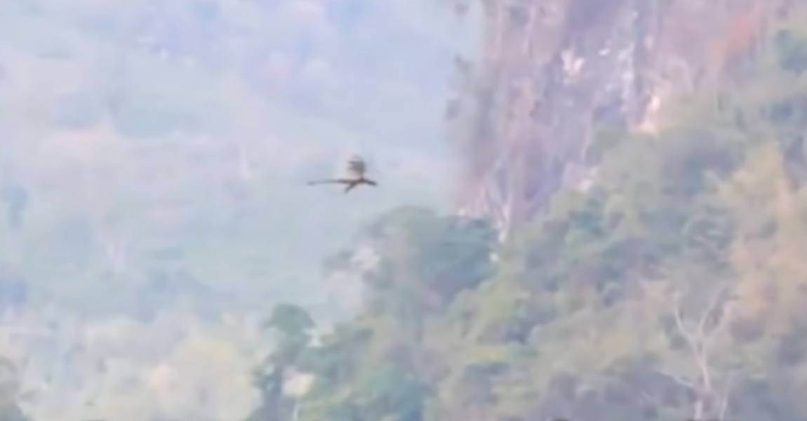 dragon volador en china