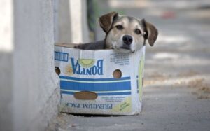 Vigilarán compra y venta pública de animales en CDMX