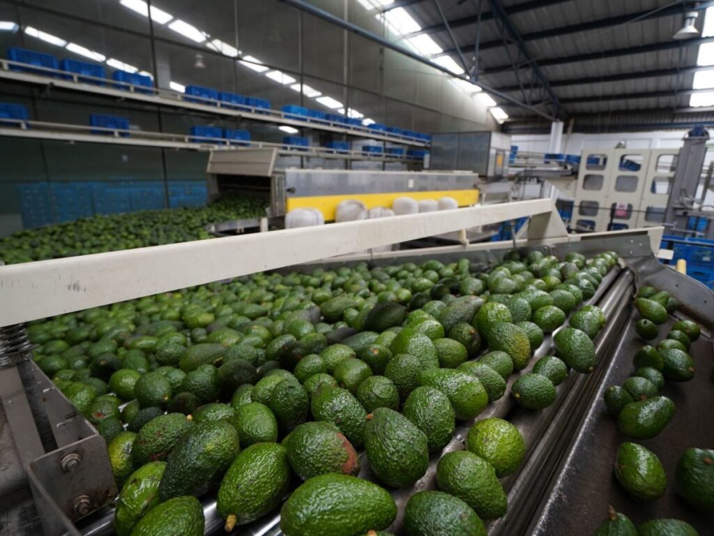 Luis Doporto considera que el aguacate impulso las exportaciones mexicanas luego de la crisis por la pandemia.