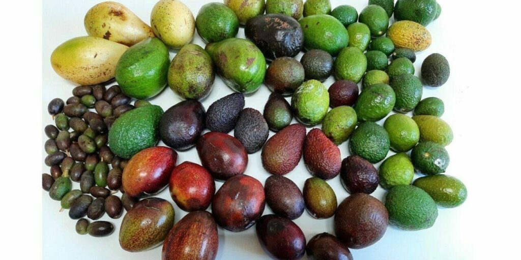 Aguacate mexicano, tema del que habla Luis Doporto Alejandre