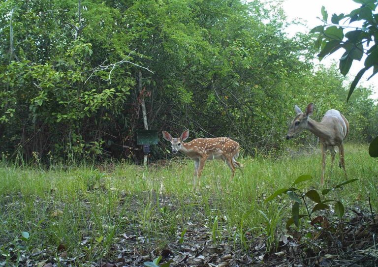 Grupo AJE crea alianza con Wildlife Conservation Society para promover la conservación de la selva en Guatemala