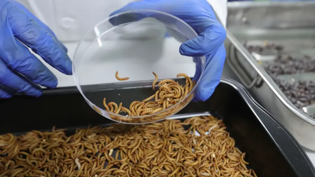 Granjas de insectos, oportunidad para enfrentar crisis alimentaria: Corporativo Kosmos