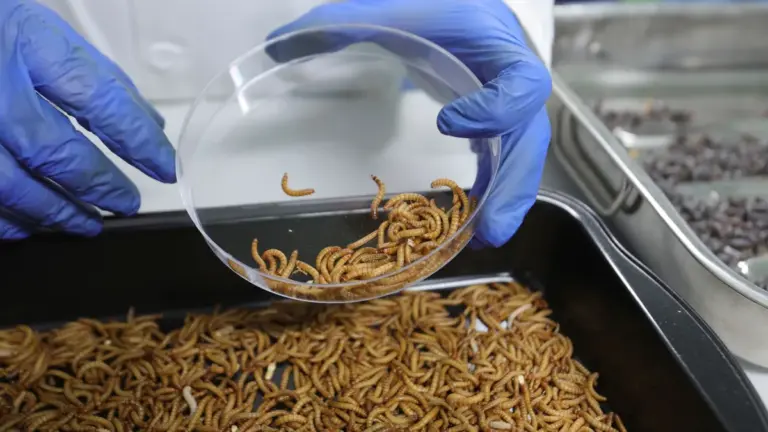 Granjas de insectos, oportunidad para enfrentar crisis alimentaria: Corporativo Kosmos