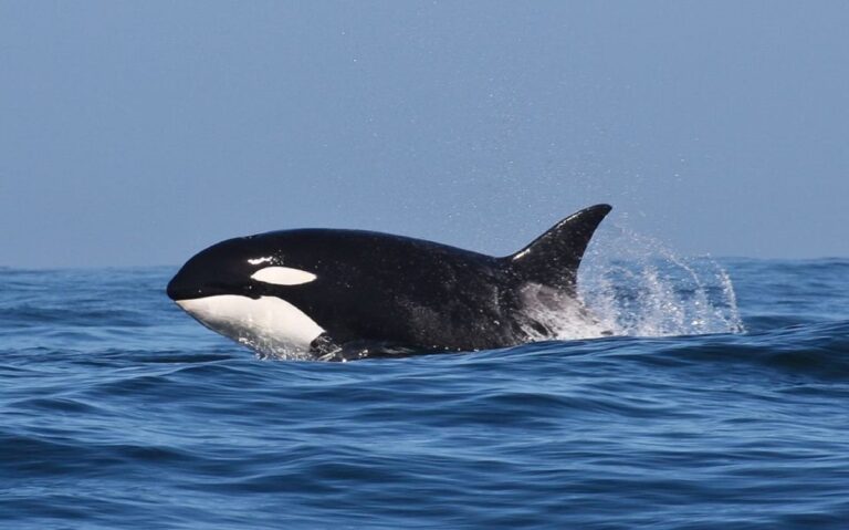 Crece supuesto “ataque” de "ballenas asesinas"