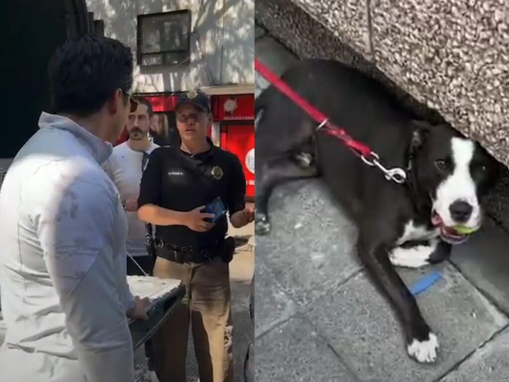 Activista es amenazado por quien golpeó a perrito en Polanco