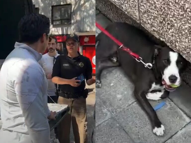 Activista es amenazado por quien golpeó a perrito en Polanco
