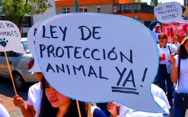 Activistas exigen un “¡Alto al maltrato animal!”
