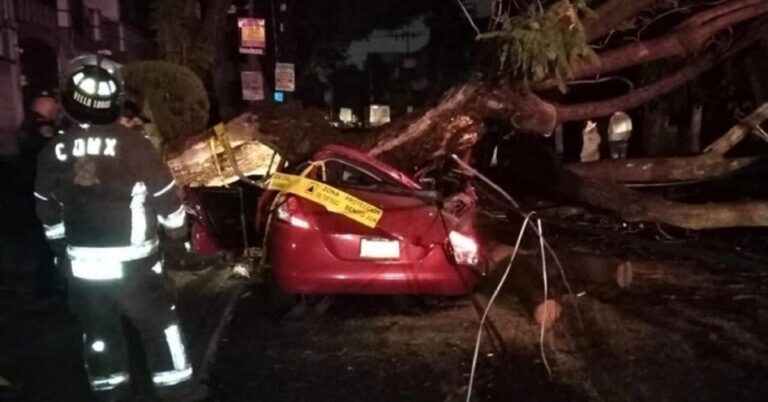 Muere mujer tras caer árbol