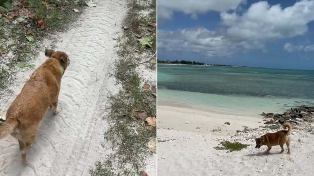 Perrito que trabaja en Airbnb como guía de turistas es ciego y sordo