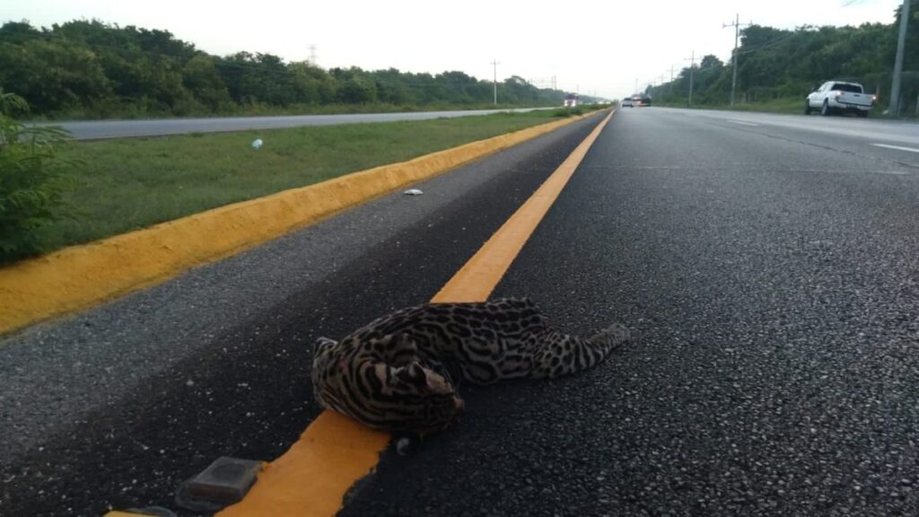 Muere Ocelote por colisión cerca de zona del Tren Maya