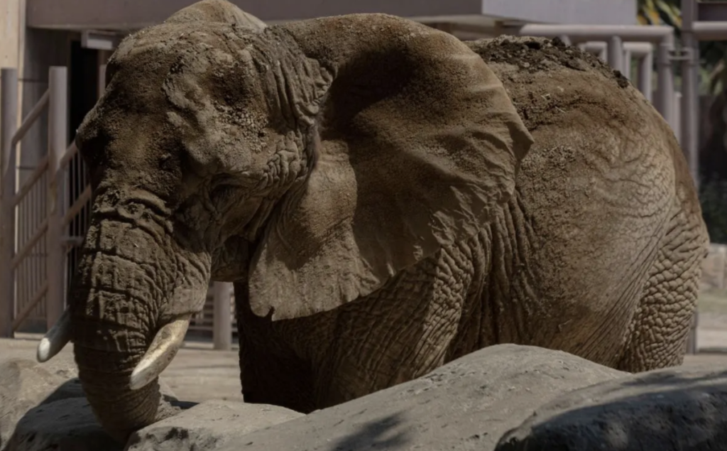 Ely podría ser reconocida como "persona no humana".