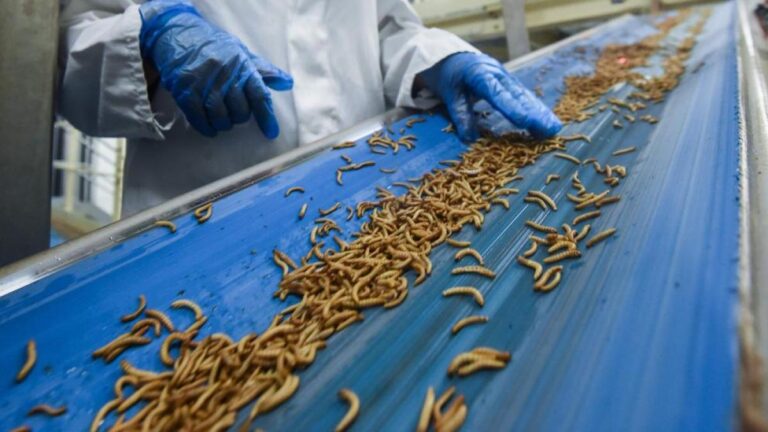 Corporativo Kosmos: La insecticultura, práctica agrícola altamente beneficiosa