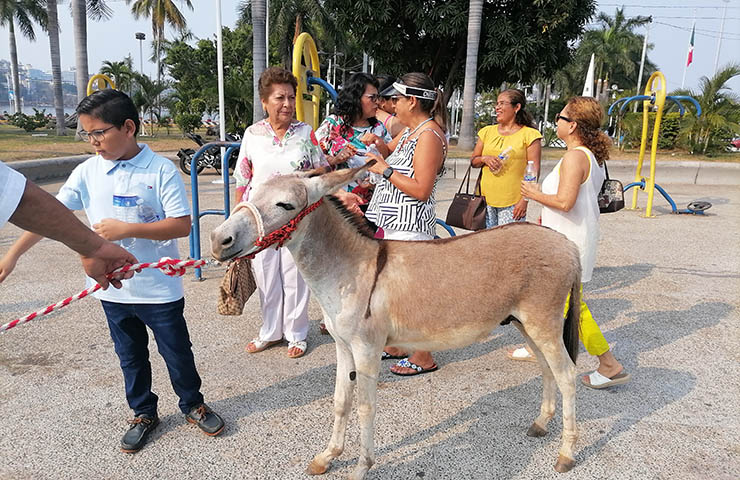 El burro, Manolín regresó al rancho en donde nació para garantizar su protección
