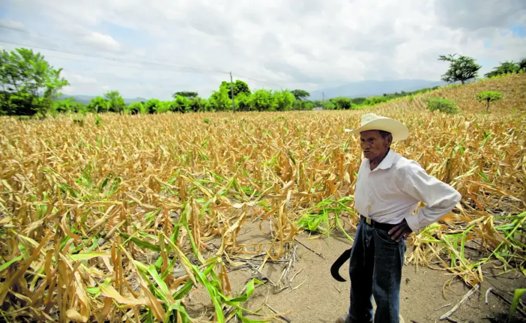 Prevén falta de lluvias en gran parte del país por canícula