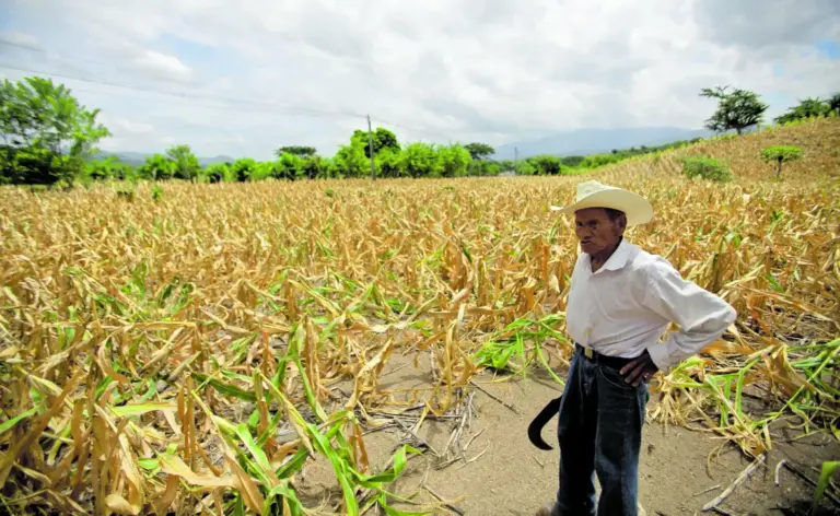 Prevén falta de lluvias en gran parte del país por canícula