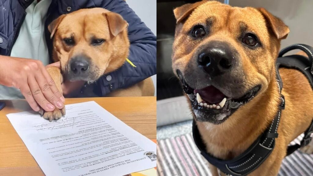 Empresa contrata a Boris; es un perro y su trabajo es dar “amor y cariño”