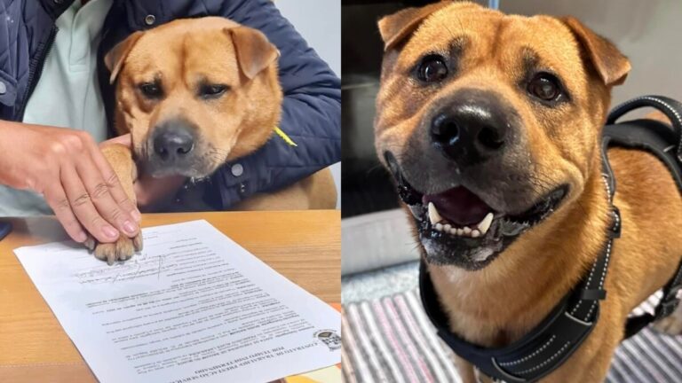Empresa contrata a Boris; es un perro y su trabajo es dar “amor y cariño”