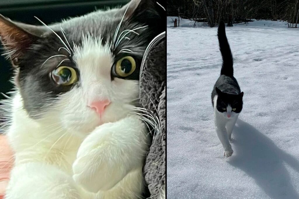 Gato se reencuentra con sus humanos tras sobrevivir a inundación
