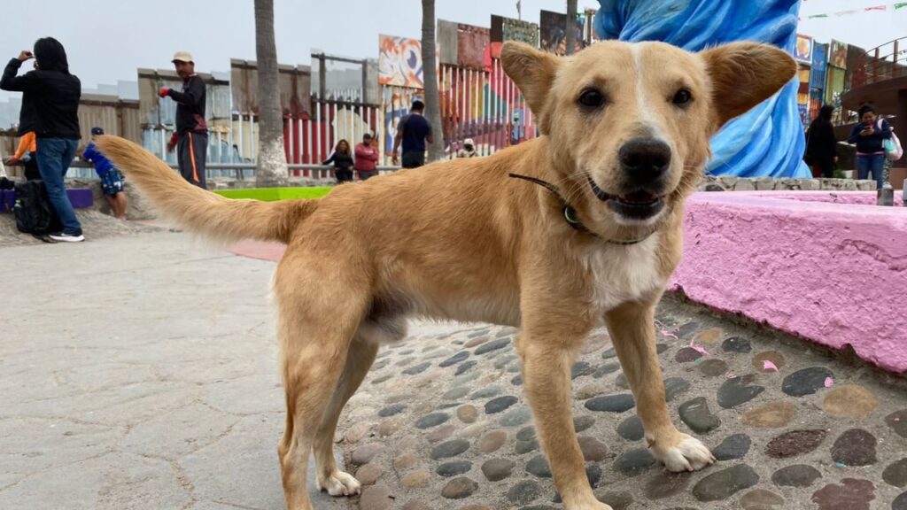 Deportan a "Oso", el perrito que cruzó la frontera México-EEUU