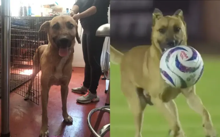 ¡EL CRACK DEL JUEGO! Entre Alebrijes de Oaxaca y Dorados fue un perro
