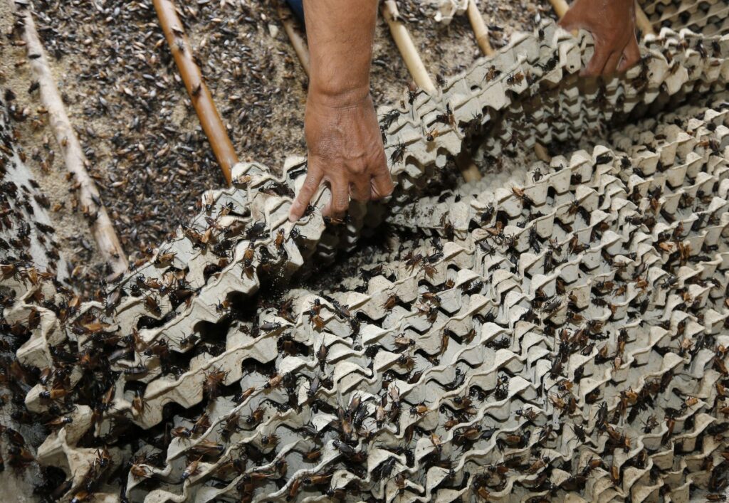 Corporativo Kosmos ha emergido una profunda transformación en la producción de alimentos