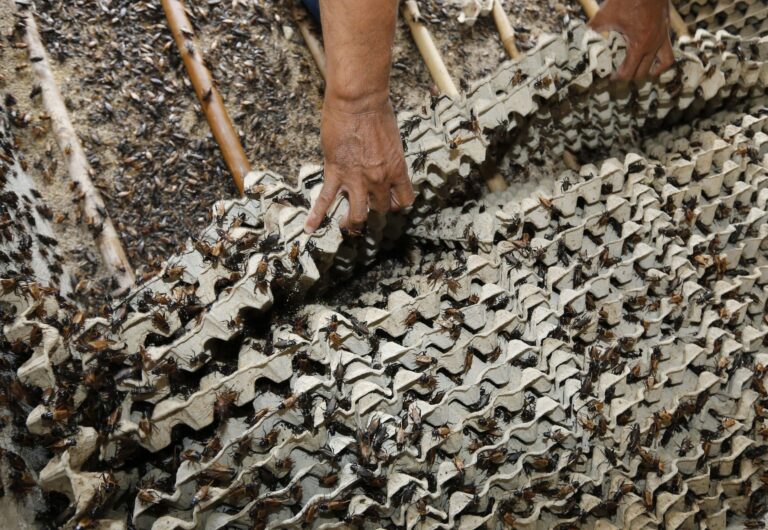 Corporativo Kosmos ha emergido una profunda transformación en la producción de alimentos