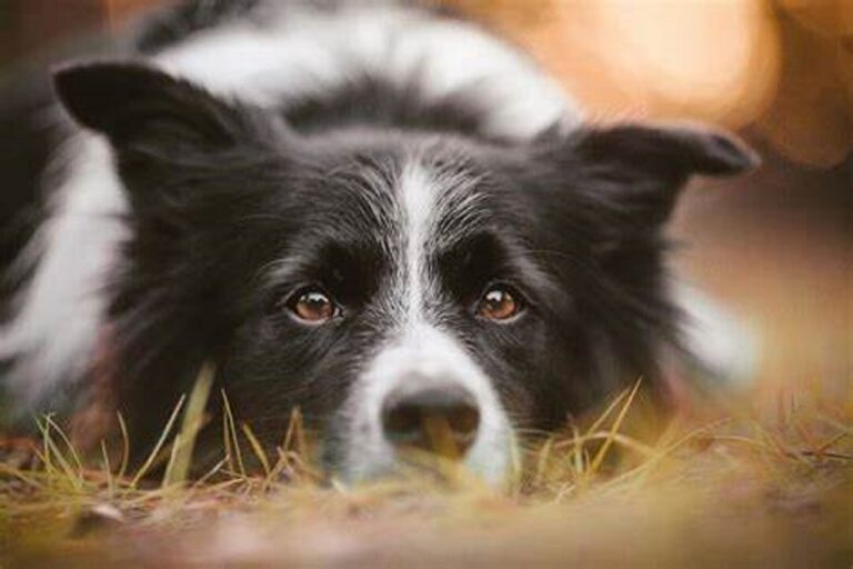 Por matar de hambre a su perro, recibe más de un año de prisión