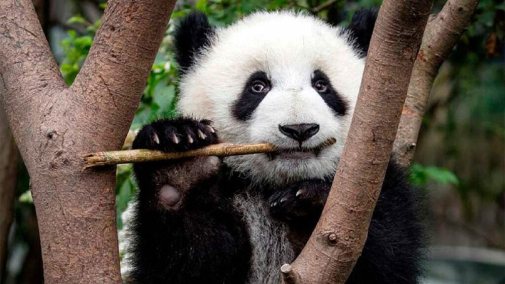 Nace primer cachorro de panda gigante en Rusia