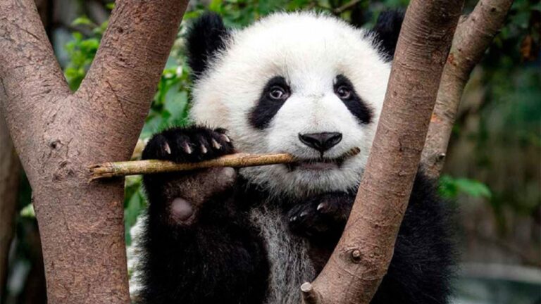 Nace primer cachorro de panda gigante en Rusia