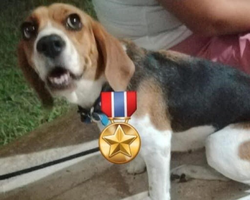 Perrita Aika se hace viral, rescata a 70 tortugas en Yucatán