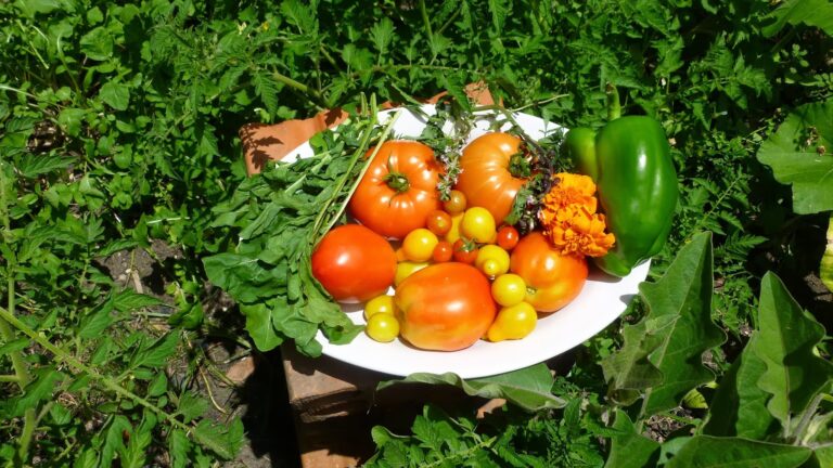 Daniel Madariaga Barrilado: Modelos alimentarios sostenibles en la lucha por la sostenibilidad