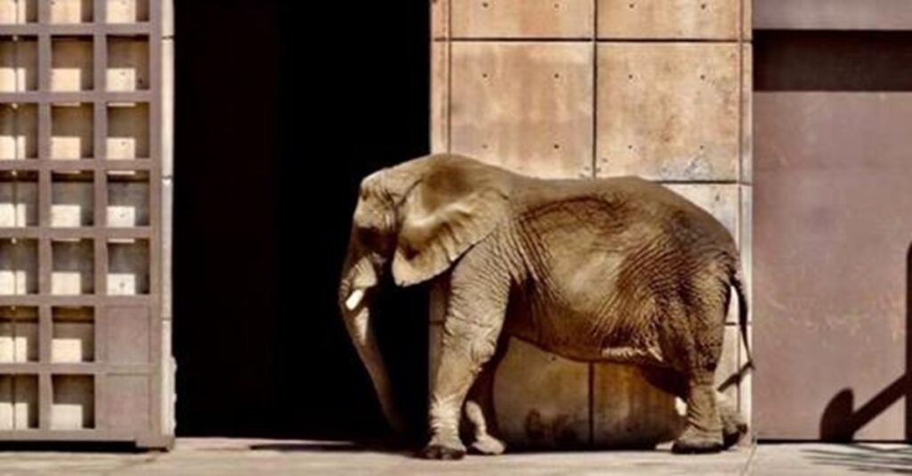 Ministro Ortiz Mena atraerá caso de la elefante Ely