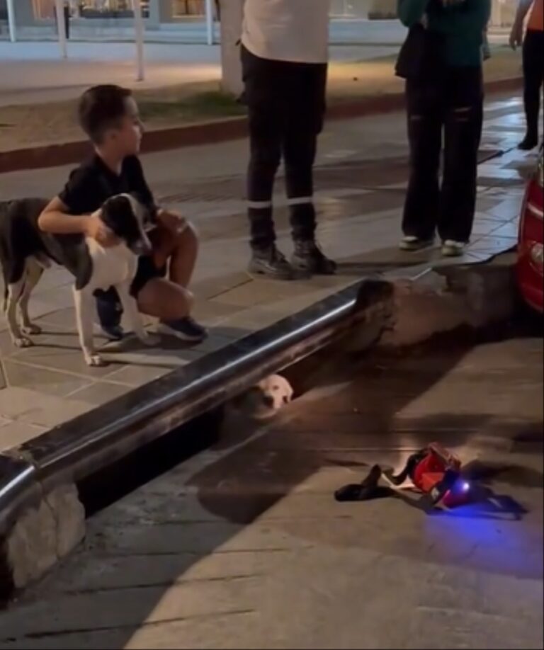 Perrito queda atrapado en alcantarilla; amigo lo acompaña paciente