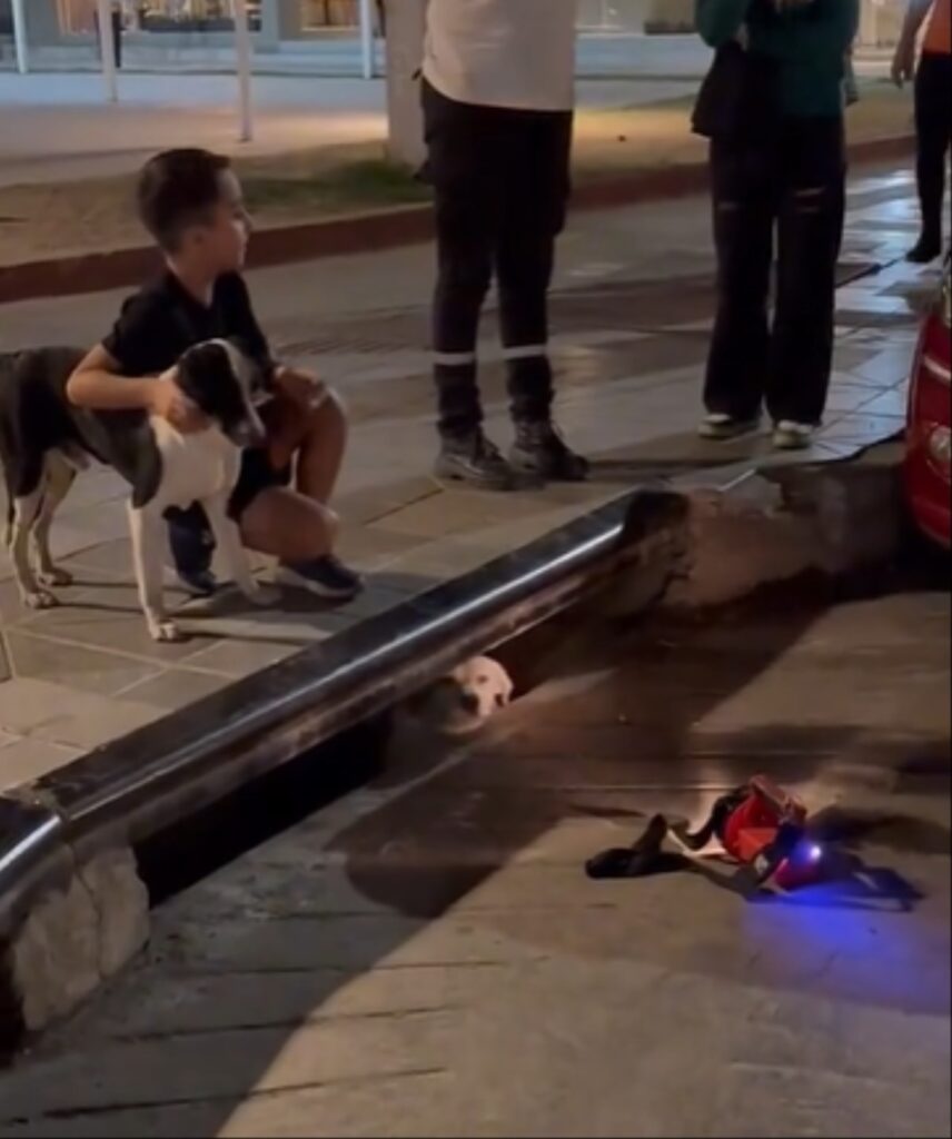 Perrito queda atrapado en alcantarilla; amigo lo acompaña paciente