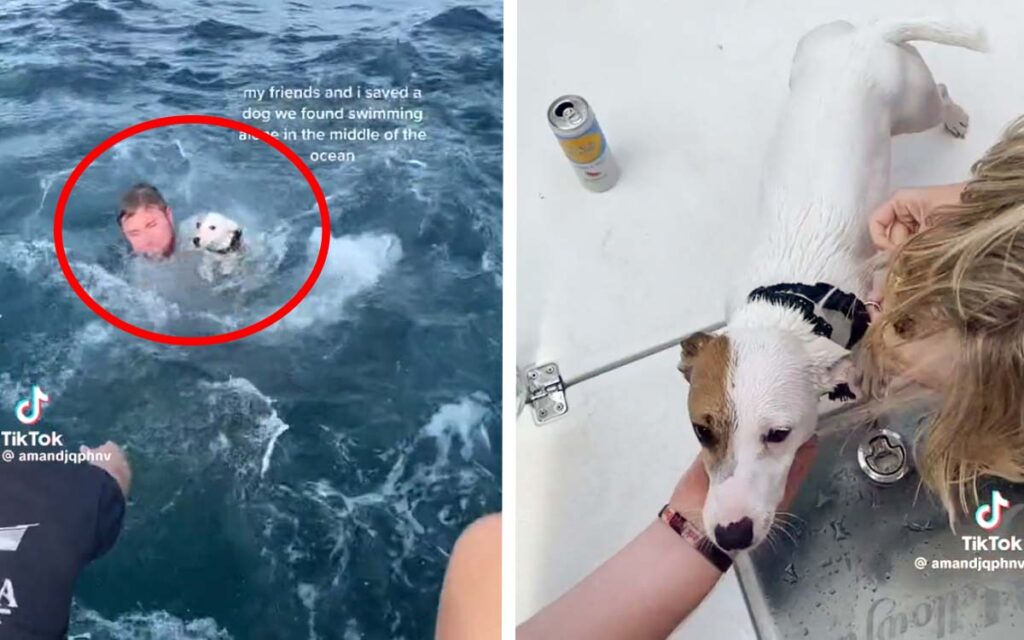 Se vuelve viral el 'rescate' de un supuesto perrito náufrago