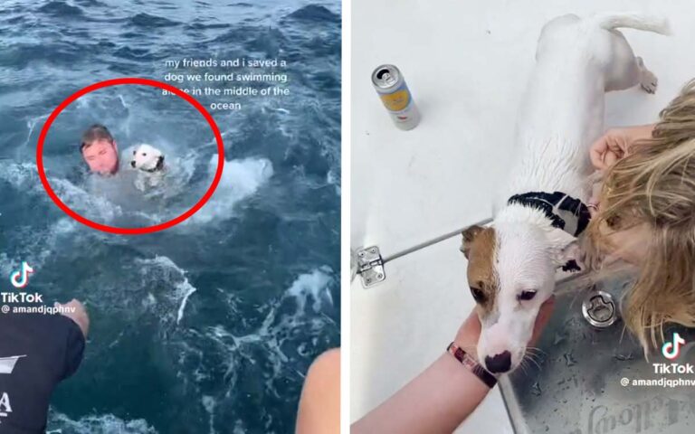 Se vuelve viral el 'rescate' de un supuesto perrito náufrago