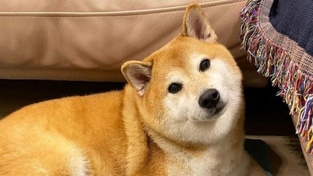 Con canción de los Beatles recuerdan a Cheems 