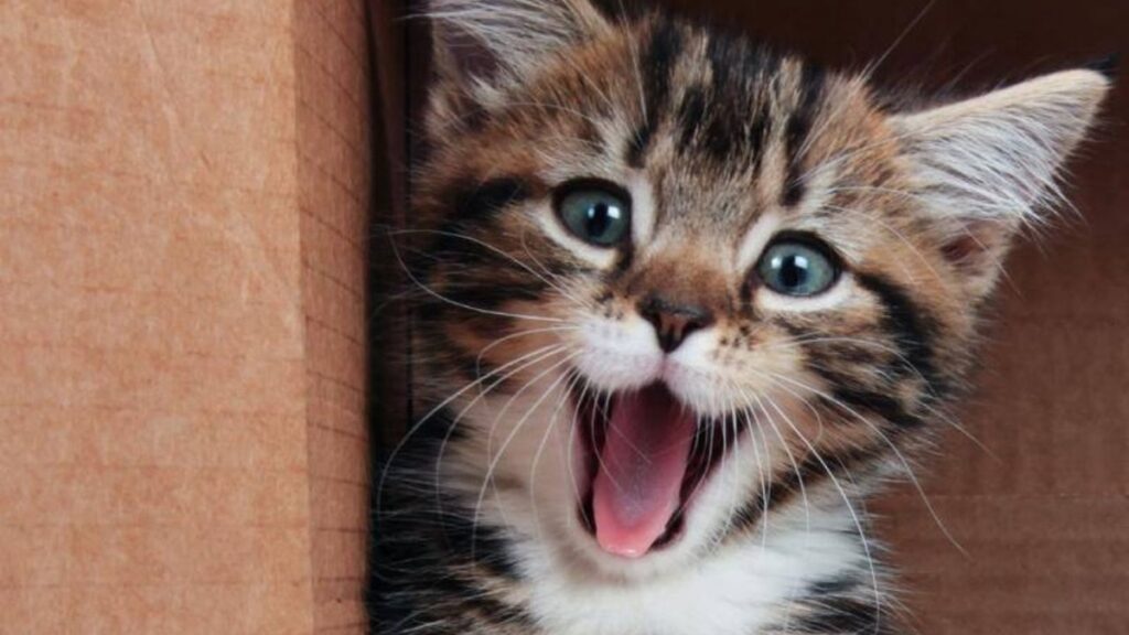 Descubren más de 600 expresiones faciales en gatos