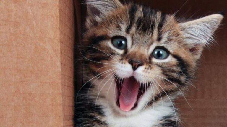 Descubren más de 600 expresiones faciales en gatos