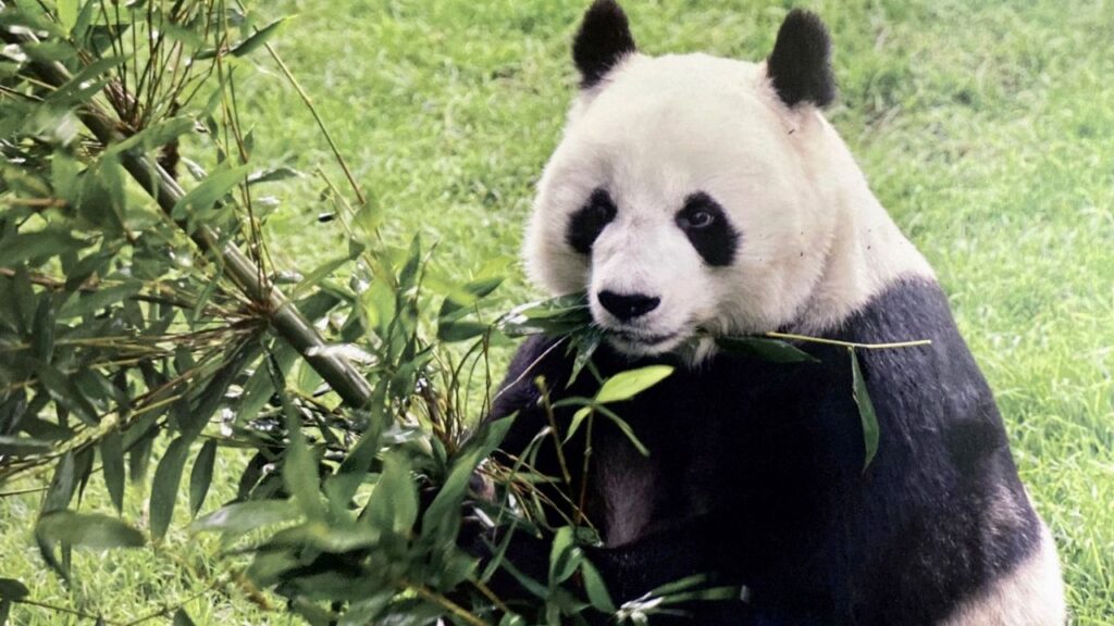 México devuelve tres pandas a Washington